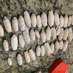 Sea Shelves