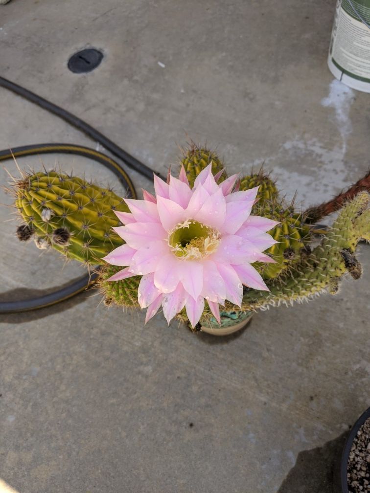 Breatiful cactus in bloom in a ceramic pot
