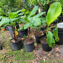 Banana Musa Blue Java Plant 