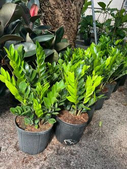 ZZ plant in 3 gls pot. SPECIAL PRICE 🤩