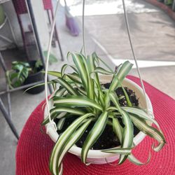 Spider Plant Indoor