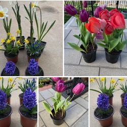 Perennial plants$4-$6 Each pot