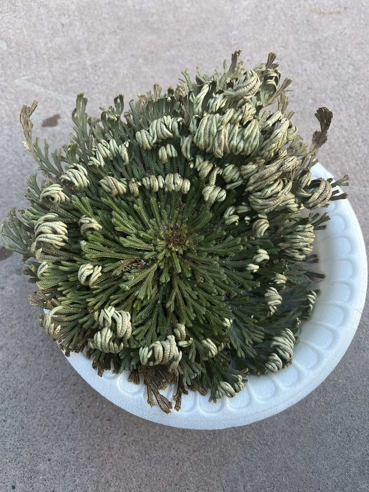 Rose Of Jericho