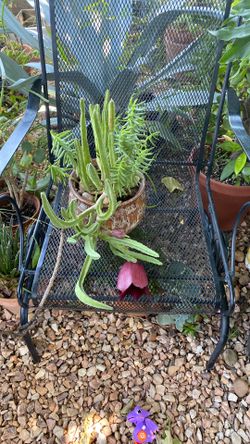 Beautiful Succulent