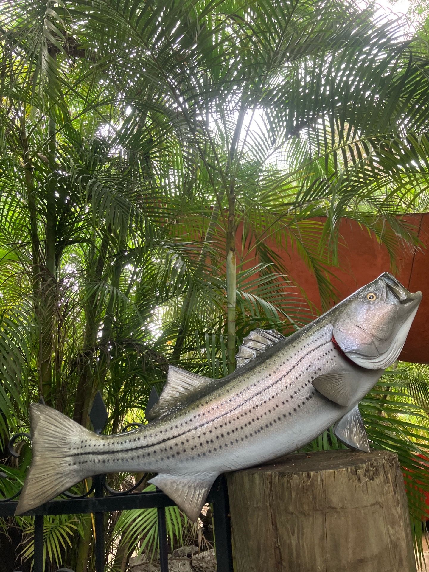 Striped Seabass fish mount