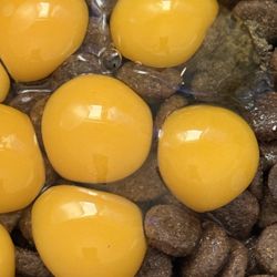 Farm Fresh Quail Eggs