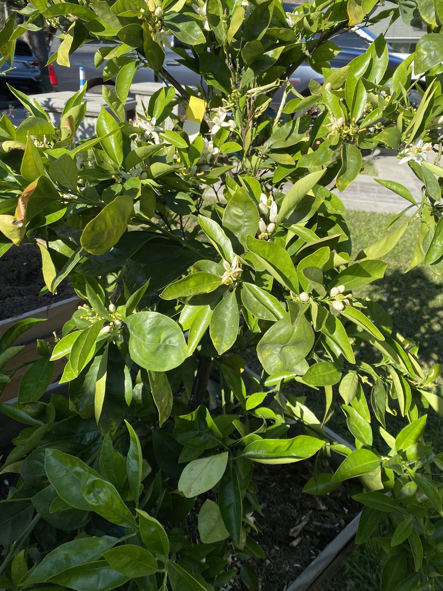 Arboles Frutales 24 galones, image size:1440x1920