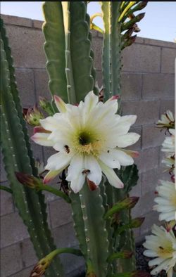 White flower cactus cuttings 10 each piece