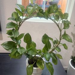 Philodendron Plant 
