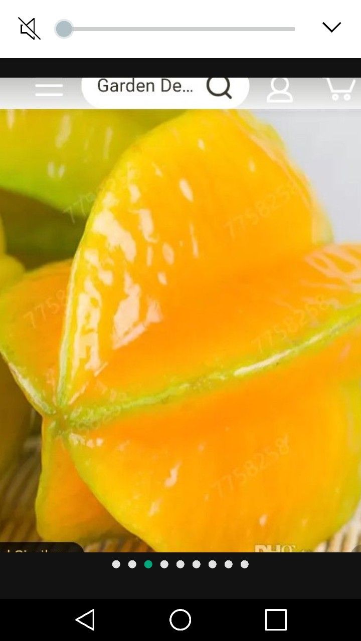 Star Fruit Starter Plant In 2 Gal Pot