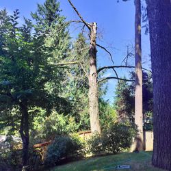 Free Alder tree wood