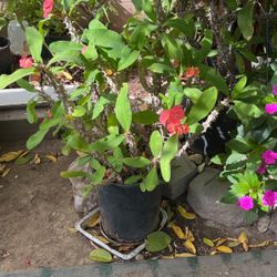 Plant