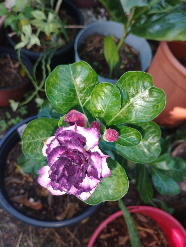 Adenum Rosa Del Desert 🏜️ 