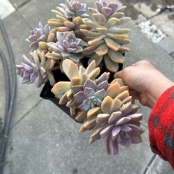 Succulent Plant 6” Pot
