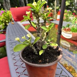 Corona De Cristo | Crown Of Thorns Plant