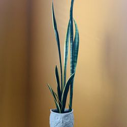 Live Indoor Sansevieria Snake House Plant in A Ceramic Pot with Drainage