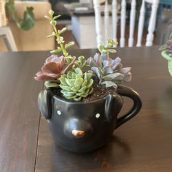 Succulents