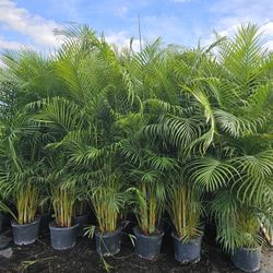 arecas and podocarpus About  7 feet tall over the pot Instant privacy Hedge for fence green full 