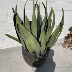 Agave Blue Extra Large Includes Pot
