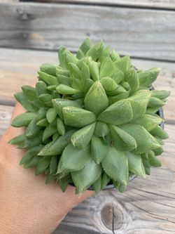 Haworthia Succulent 4”