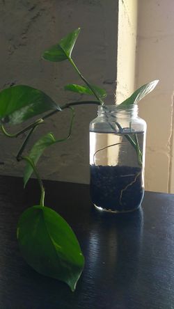 Water Ivy Plant