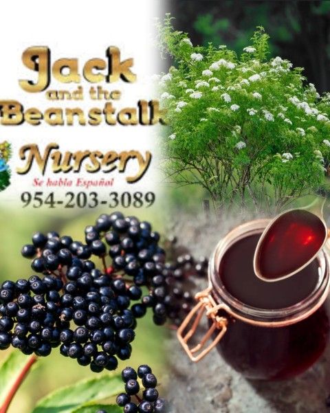 elderberry plant in 3gal