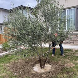 36” Box Fruitless Olive Tree 
