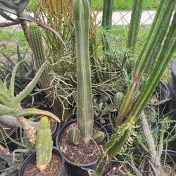 Mexican Fence Post Cactus Plant