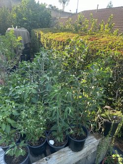 Plantitas de chiles
