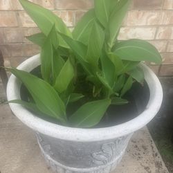 Canna plant in this big , nice pot!   Please 