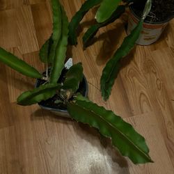 Dragon Fruit Plants $6 Each 