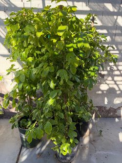 Passion Fruit Plant