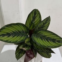 Calathea Beauty Star