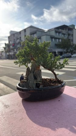 big Japanese bonsai tree with a black pot