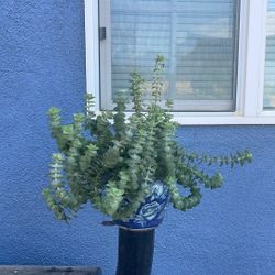 Planta De Sombra