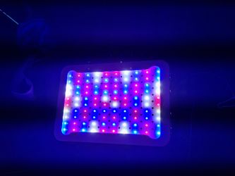 Grow Light