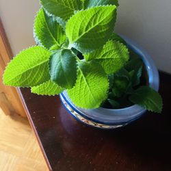 Healthy Cuban oregano Plant. Help To Deliver Locally 