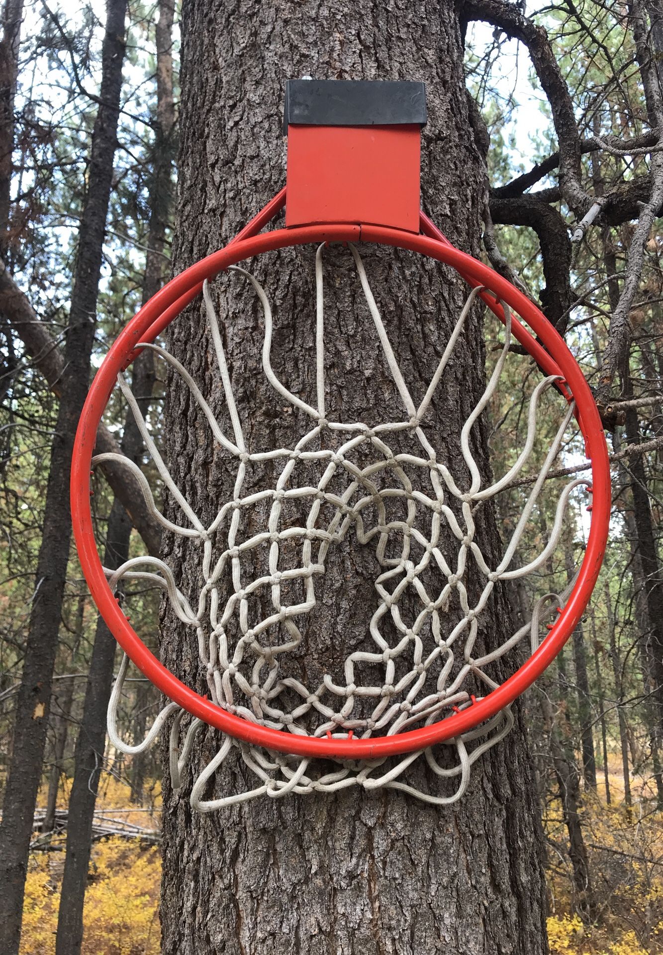 Single rim basketball hoop