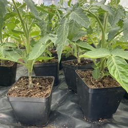 Tomatoe Plants 