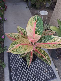 Aglonema GOLDEN STAR Plant $25