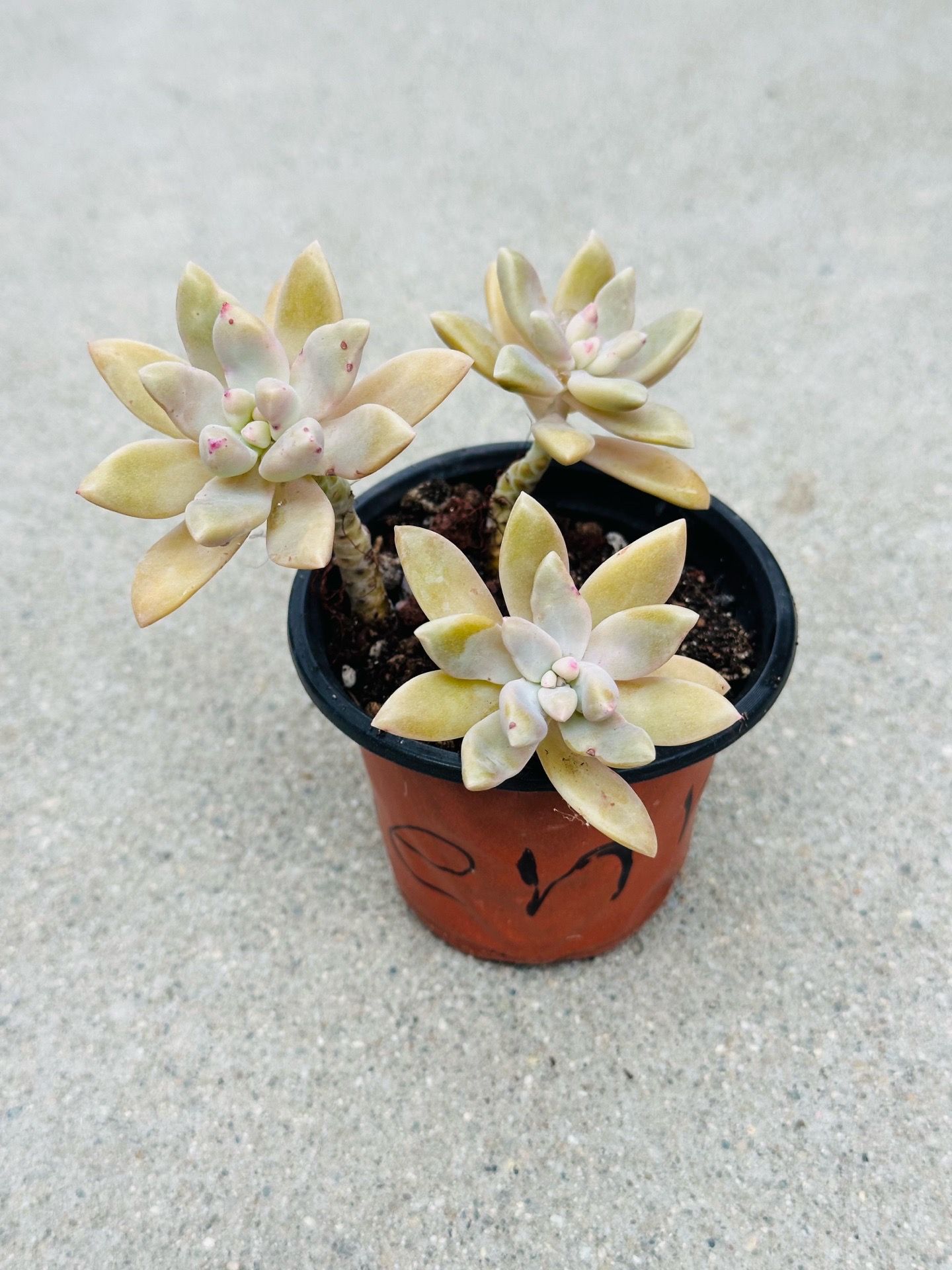 Succulents plants 🪴