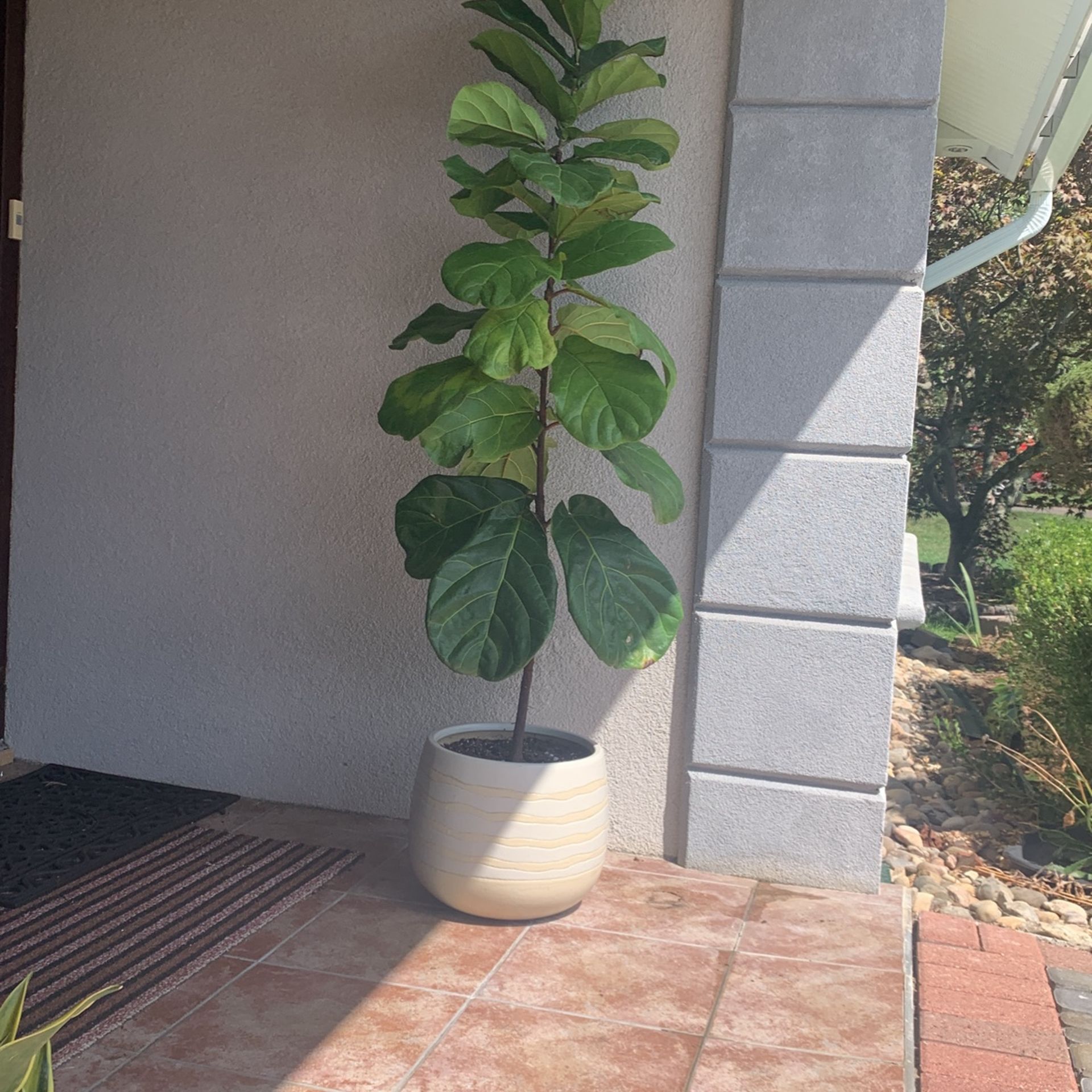Ficus Lyrata