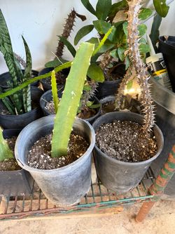 Dragon fruit plant