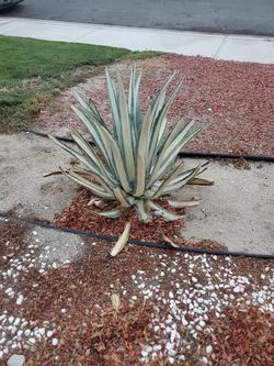 5 Agave Plants