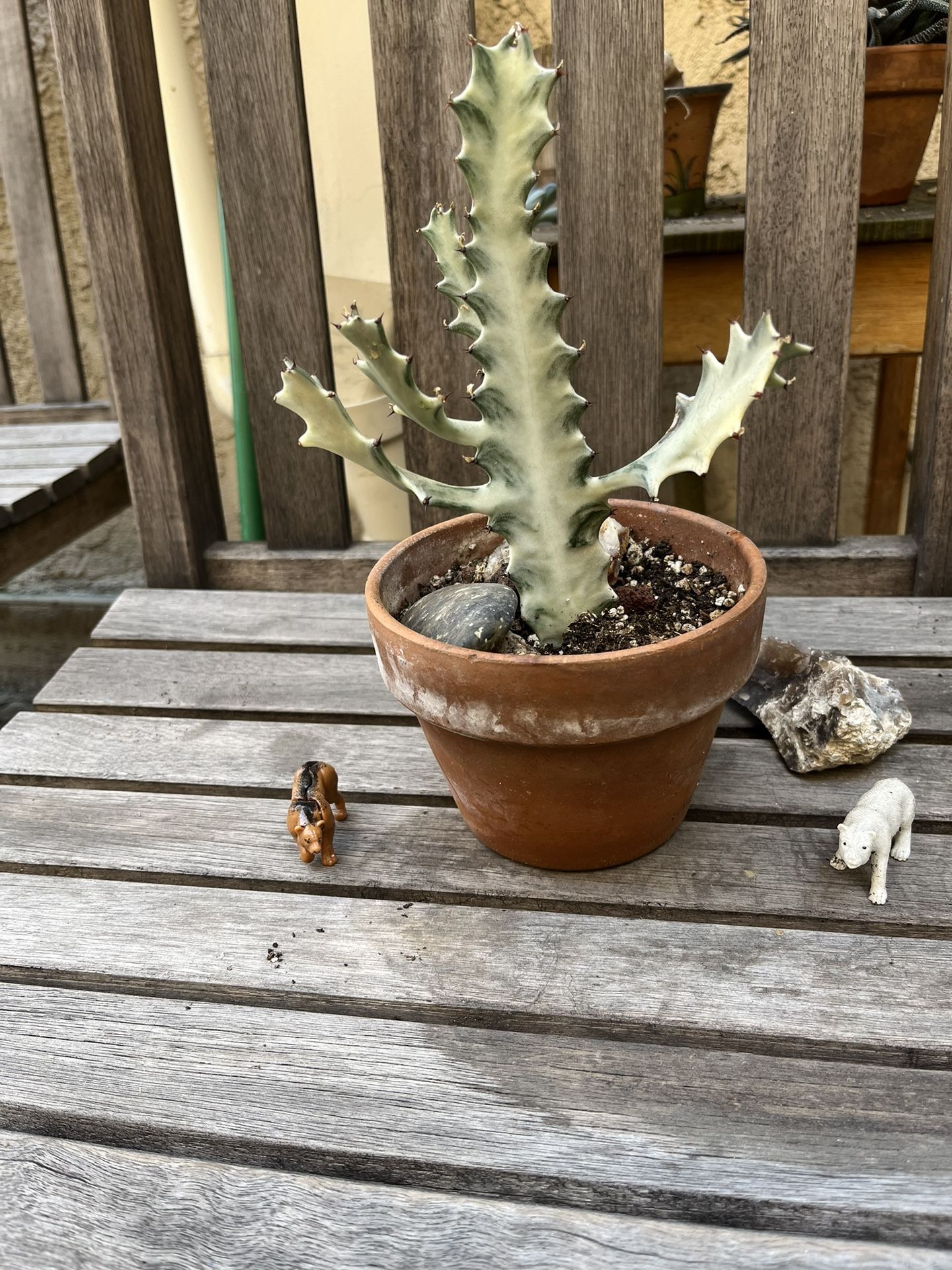 White Ghost Succulent Plant