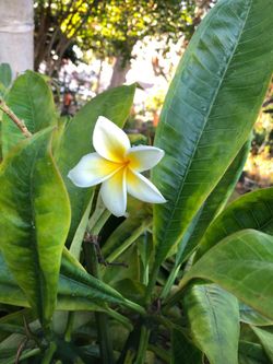 Plumeria