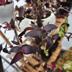 RARE!Tradescantia 'Gibbensis' AKA 'Jose Puig'