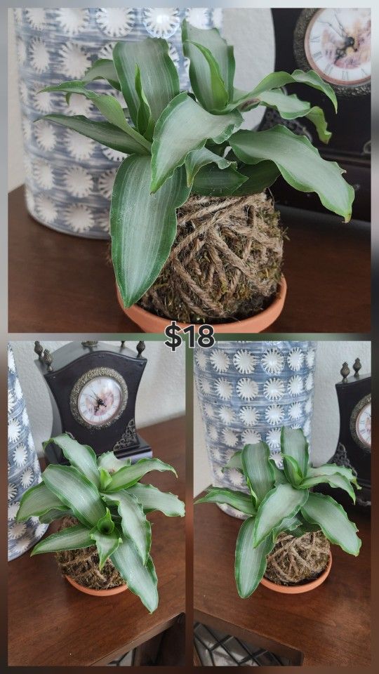 Plant Kokedama