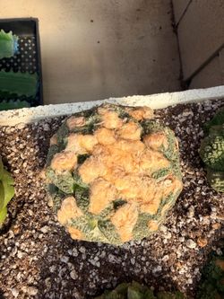 Ariocarpus cactus