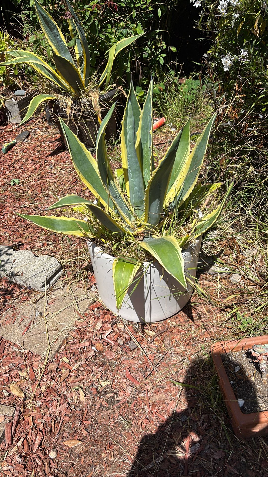 Healthy Plants